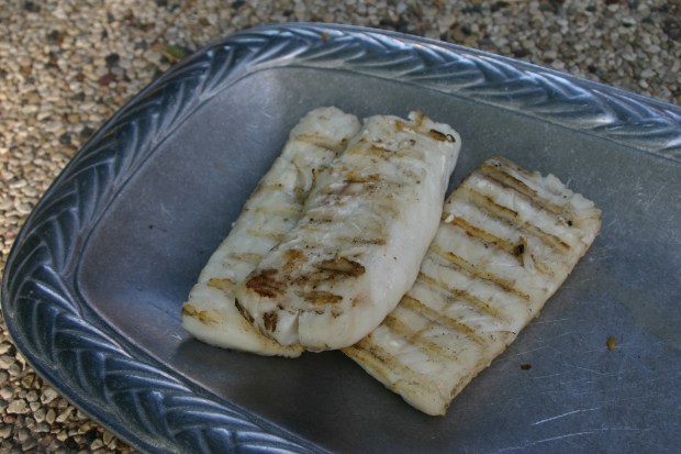 cod fish