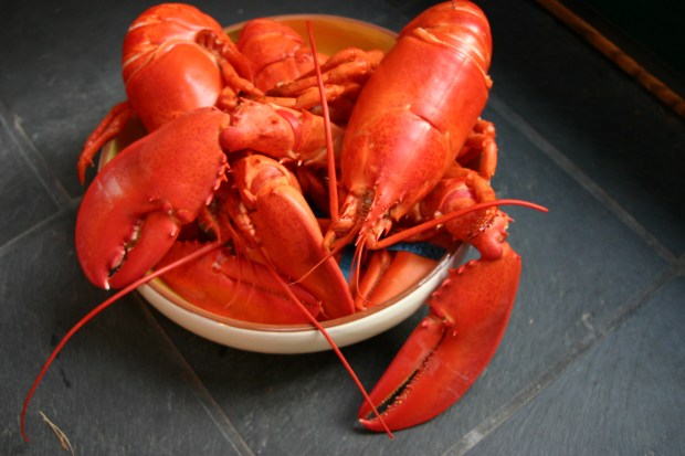 Lobsters