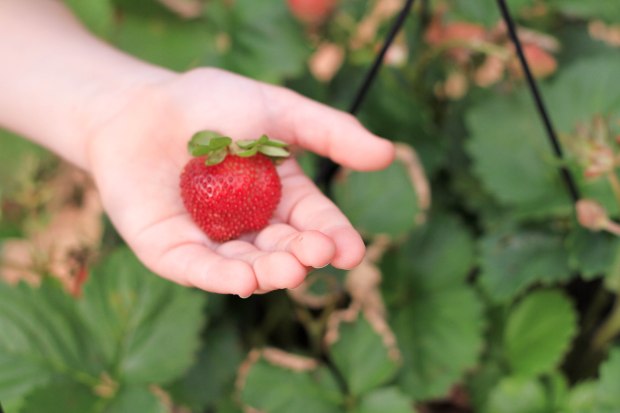 potted strawberry