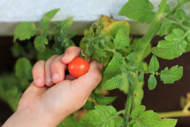 potted tomatoes