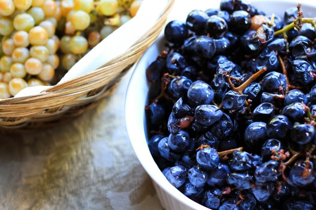 Concord and Vidal Grapes